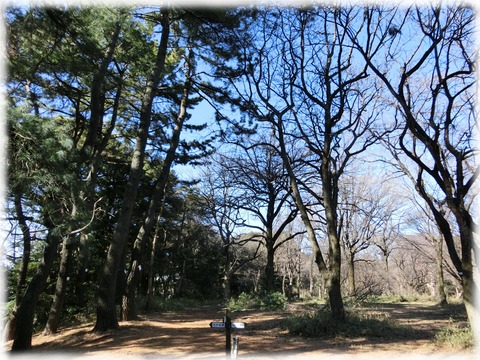 小石川植物園