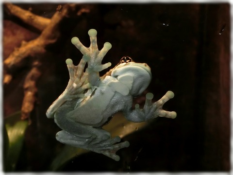ジュウジメドクアマガエル