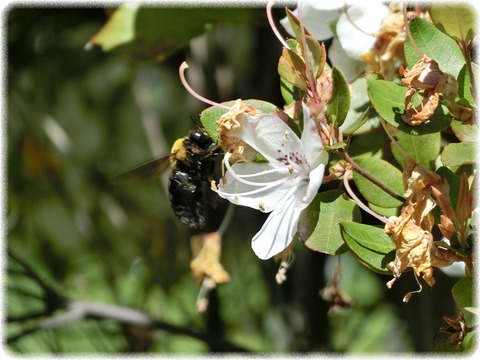 Rhododendron ovatum Planch