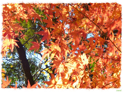 紅葉
