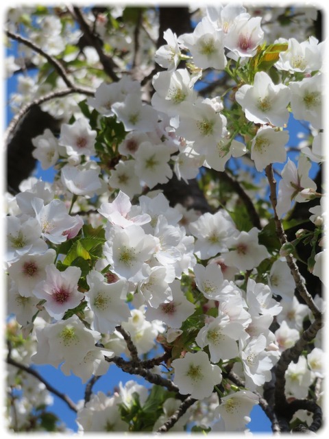 オオシマザクラ