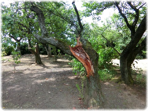 清白寺