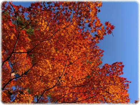 紅葉
