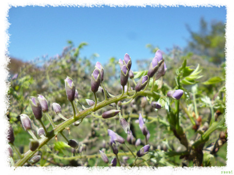 Wisteria floribunda