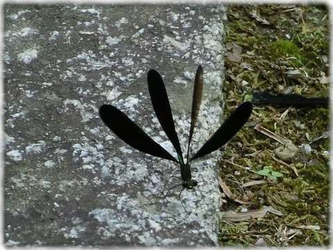 羽黒蜻蛉
