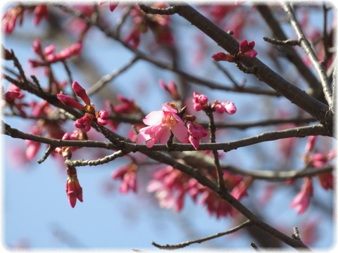 早春桜