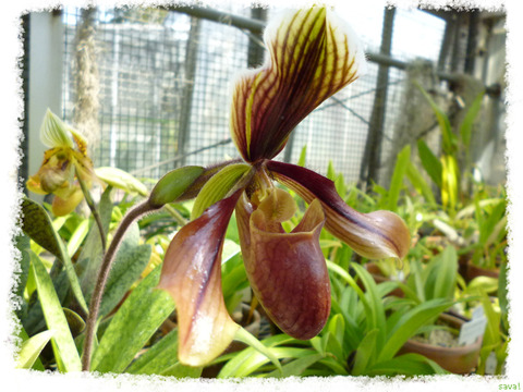 paphiopedilum 