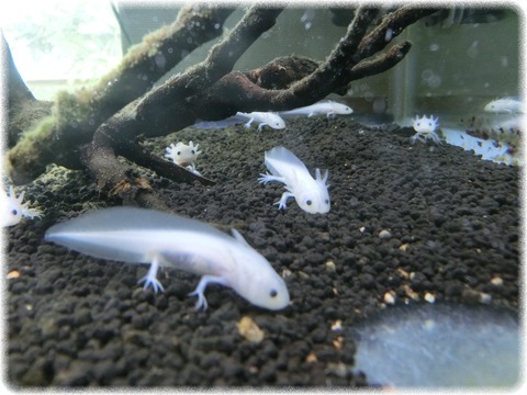 ウーパールーパー