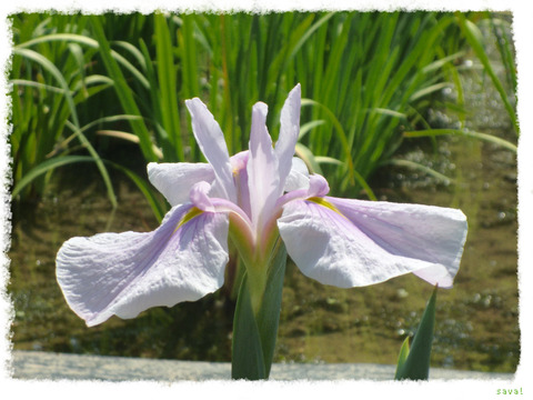 堀切菖蒲園