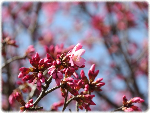 早春桜