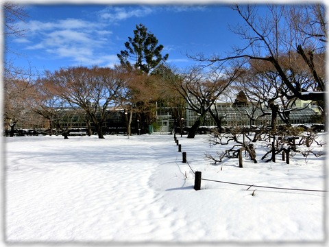小石川植物園