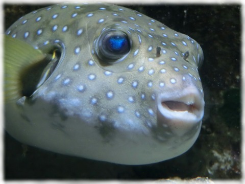 Tetraodontidae