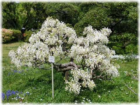 ヤマフジ_白花美短