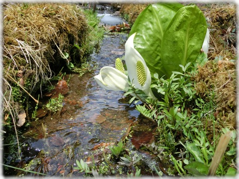 水芭蕉