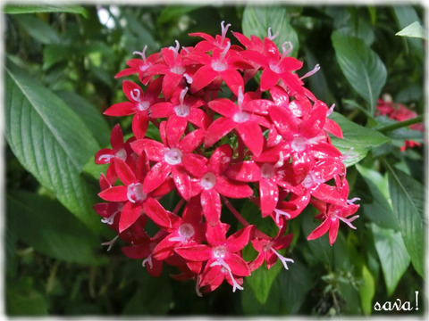 草山丹花(Pentas)