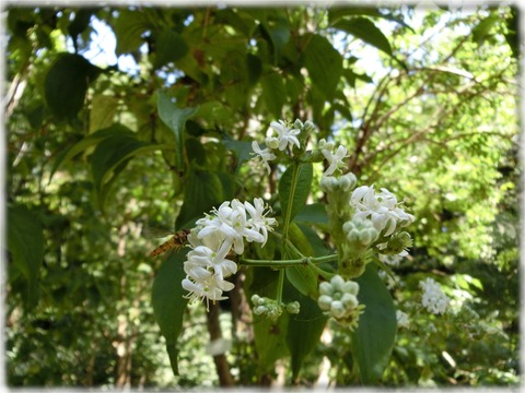 Heptacodium Jasminoides Airy-Shaw