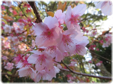 大寒桜