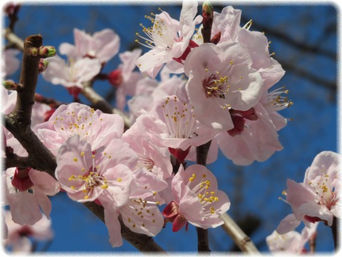 Prunus mume