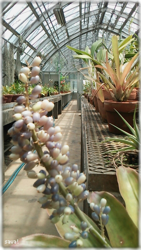 シロツブアナナス