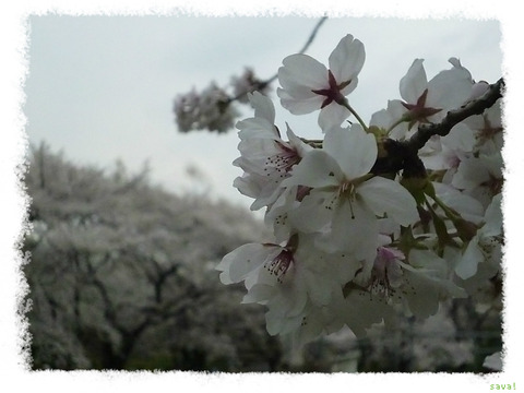 小石川植物園