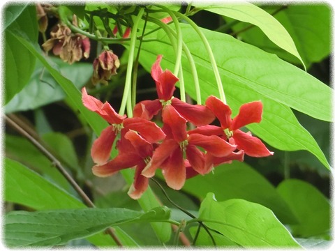 インドシクンシの花