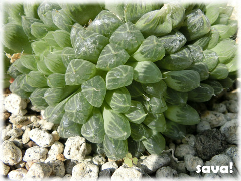 Haworthia obtusa(紫線玉露)