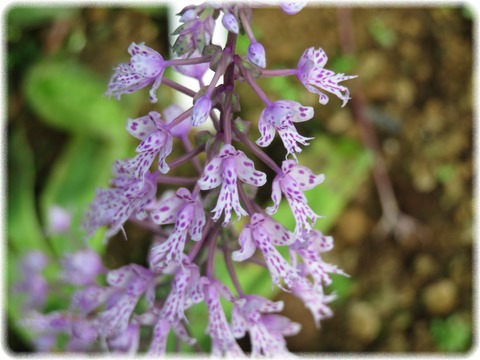 Sngl Longifolia