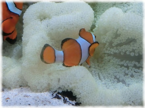Amphiprion ocellaris