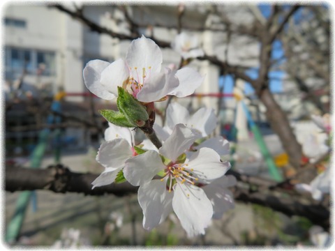 Cerasus jamasakura