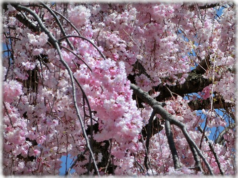 枝垂れ八重桜