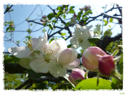 リンゴ・ケントの花