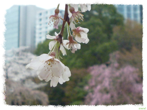 桜