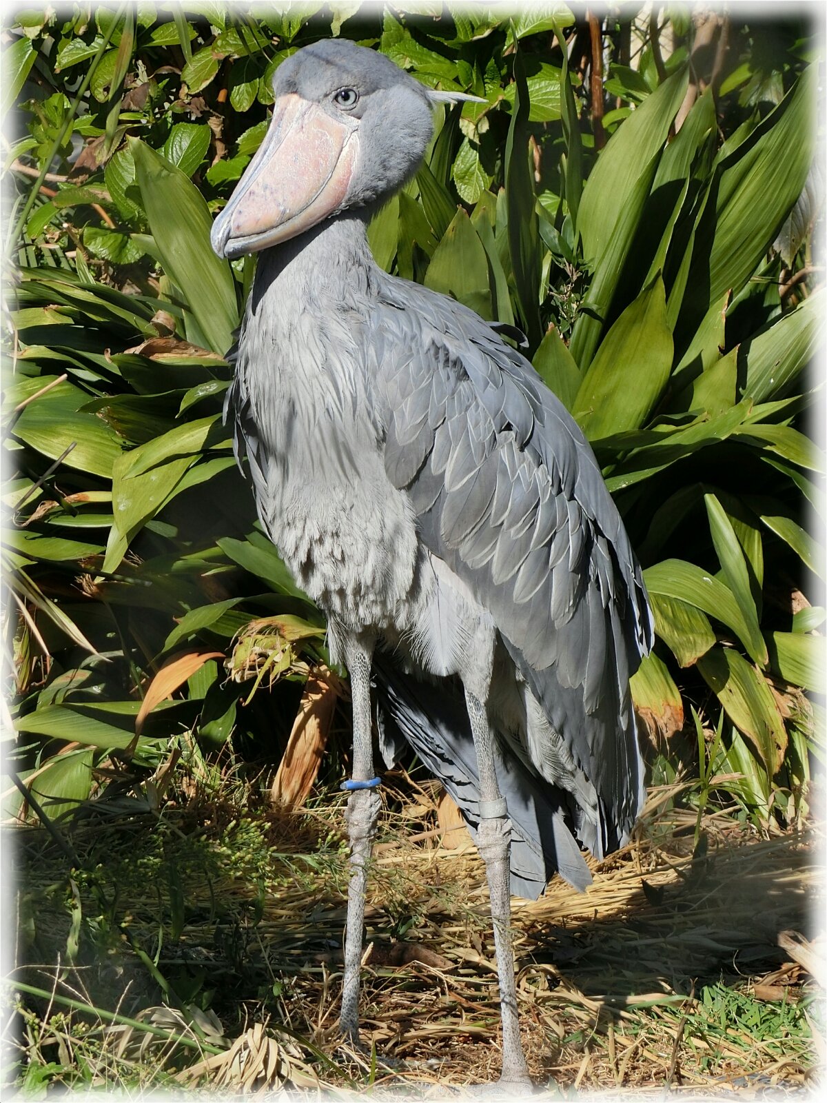 台東区上野 東京都恩賜上野動物園 のハシビロコウが格好良かったのでただただ写真をアップしてみる ｓａｖａ