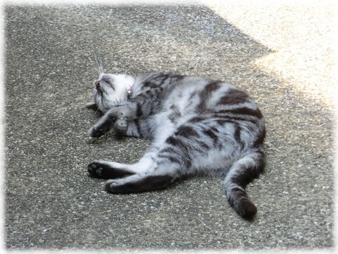 小袖小路の猫