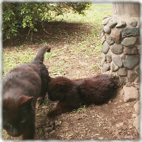 やまねこ