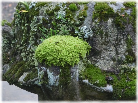 筑波山神社