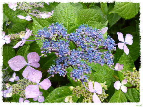 紫陽花