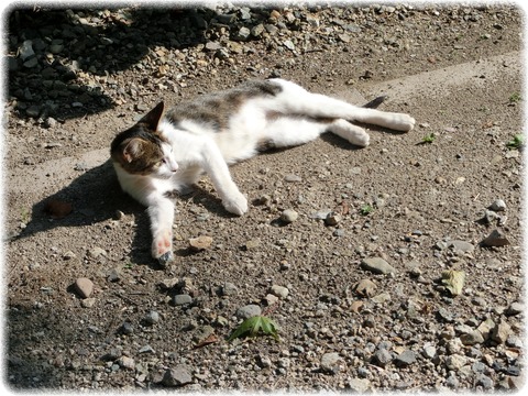 山寺の猫