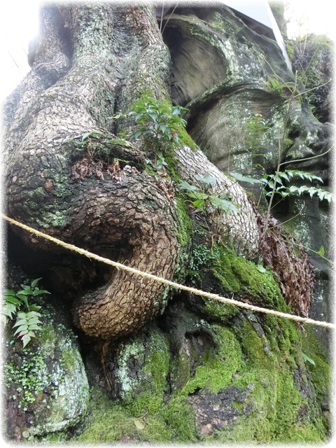 来宮神社