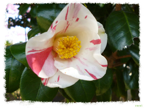 Camellia