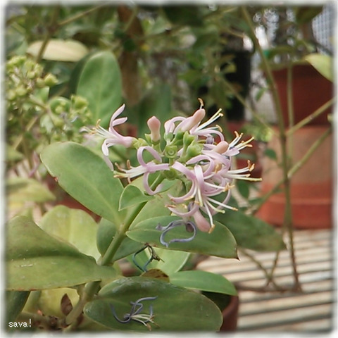 アツバシマザクラ