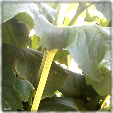 シカクヒマワリ