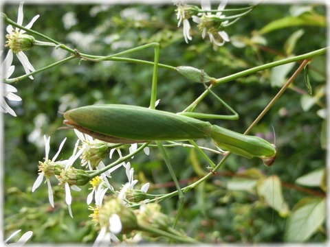 オオカマキリ