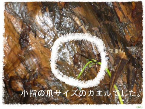 かえる