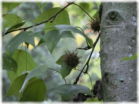 鷹見泉石記念館