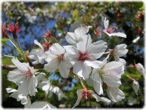 ソメイヨシノ_昭和桜