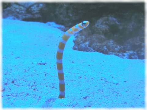 Heteroconger hassi