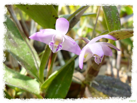 Dendrobium kingianum