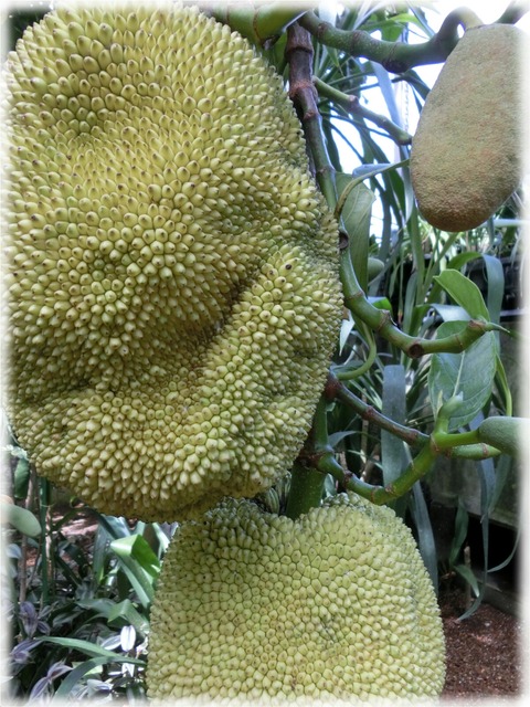 Artocarpus heterophyllus