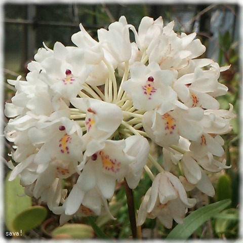 ネオベンタミア・グラキリス